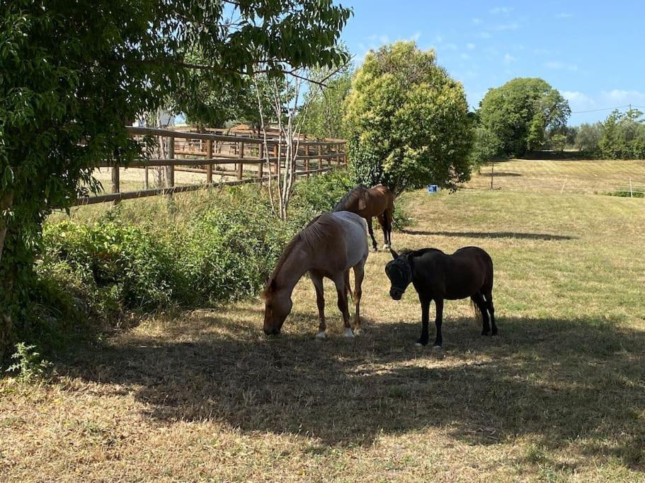 La Bastide de Jean Maison de charme dans un domaine equestre privé Grasse Exterior foto